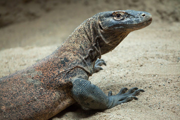 Komodo dragon (Varanus komodoensis).