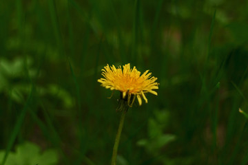 Dandelion blossoms with shallow focus being flooded with warm sunlight