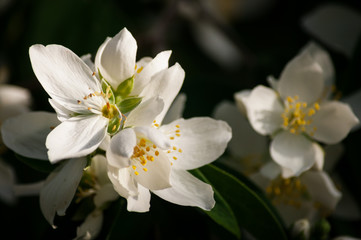 Obraz na płótnie Canvas Closeup of little flowers