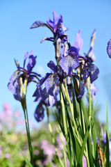 kwiaty irysów w ogrodzie © Tomasz