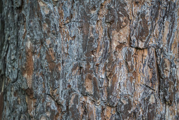 Detail of pine bark texture for background