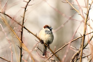 Spatz