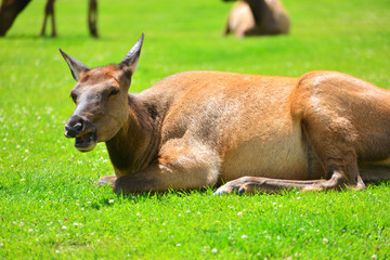An elk lying in the green grass