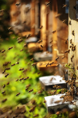 Hives in an apiary with bees flying to the landing boards in a g