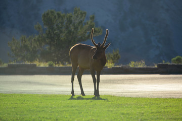 elk with rim light