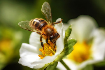 Bee on a strawberry flower collecting pollen and nectar