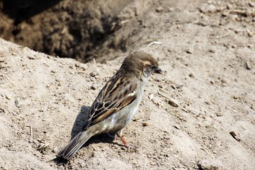 Spatz