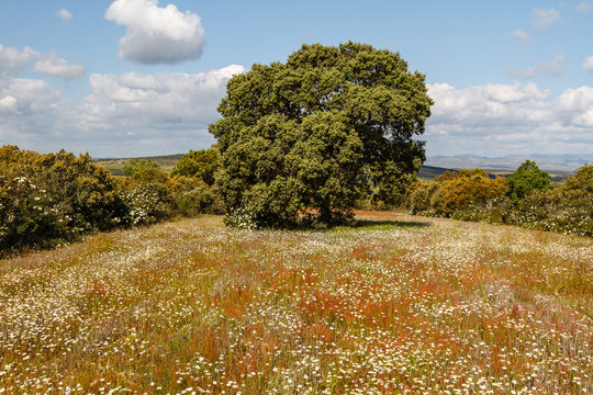 Encina, campo de margaritas y jaras. Quercus ilex.