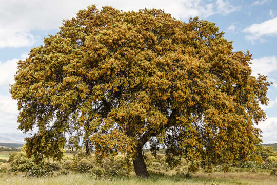 Quercus ilex. Encina, carrasca.
