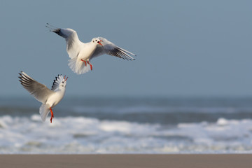 Fototapeta na wymiar Gulls in conflict