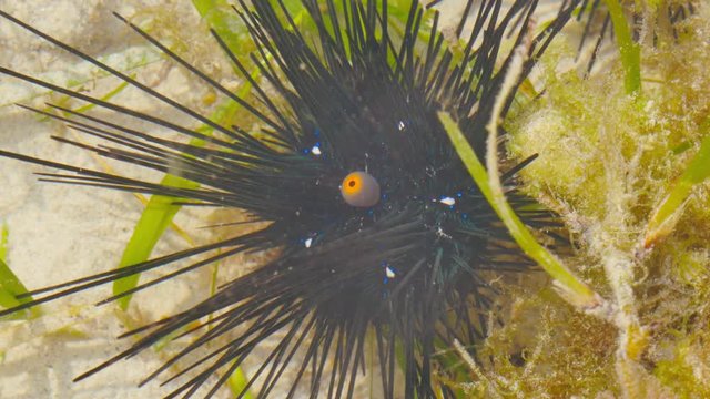 black sea urchin underwater moving its mouth anus at bali sea indonesia (Echinothrix diadema)