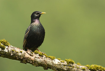 Starling bird on the branch (sturnus vulgaris)
