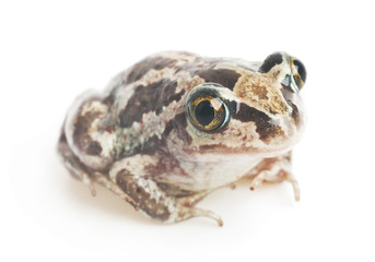 Naklejka premium frog close-up on a white background