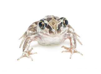 Obraz premium green frog close-up on a white background
