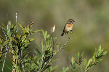 Bird on the bush