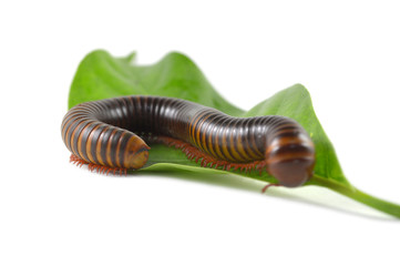 Millipede from central of Thailand on white background