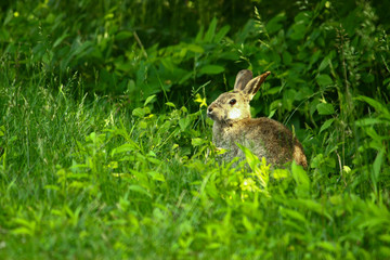 wild hare in the nature