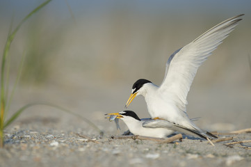 A pair of Least Terns are mating on a sandy beach as the male flaps his wings and the female holds a fish in her beak.