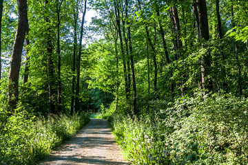 Fototapeta na wymiar Wald Bäume Frühling Waldweg 