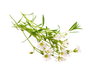 Fototapeta premium Cerastium (mouse-ear chickweed).