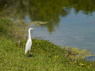 Obraz premium little egret