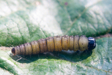 The caterpillar of the leaf