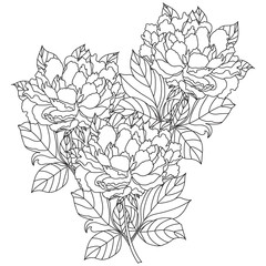 Peony bouquet. Vector. Coloring book page for adults. Hand drawn artwork.