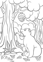 Coloring pages. Wild animals. Cute bear looks at the hive.