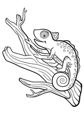 Coloring pages. Wild animals. Little cute chameleon sits on the tree branch.