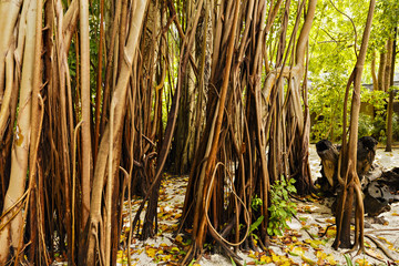 Fototapeta premium large old trees overgrown with lianas