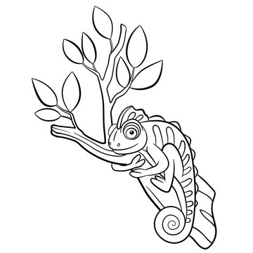 Coloring pages. Wild animals. Little cute chameleon sits on the tree branch and smiles.
