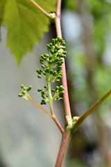 Young grapes on the vine