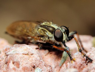 Raubfliege