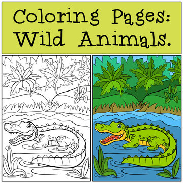 Coloring Pages: Wild Animals. Little cute alligator.
