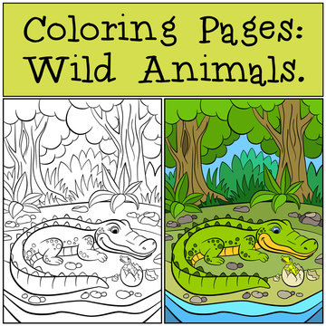 Coloring Pages: Wild Animals. Mother alligator looks at her little cute baby alligator in the egg.