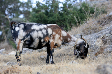 funny goat on pasture