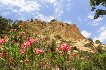 red flowers in mountains