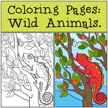 Coloring Pages: Wild Animals. Little cute red chameleon sits on the tree branch.