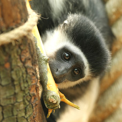 Close up of a Eastern Black-and-White baby Colobus monkey