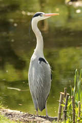 Portrait of a wild Grey Heron