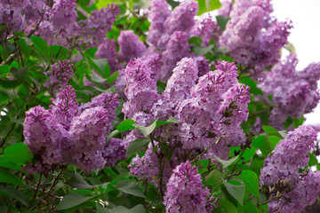 Purple lilac flowers in the garden