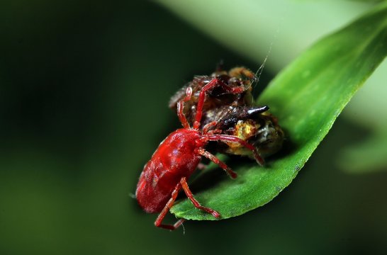 rote Samtmilbe