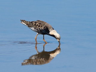 Ruff (Philomachus pugnax)