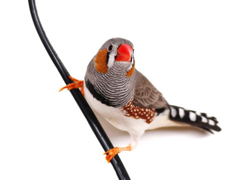 Zebra Finch, isolated on white background, Taeniopygia guttata