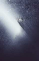Buck with antlers caught in a beam of light
