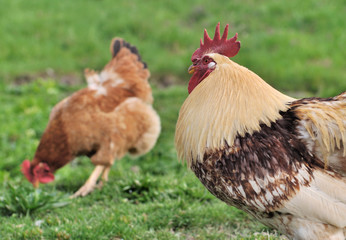 Naklejka na ściany i meble coq devant une poule qui picore dans l'herbe