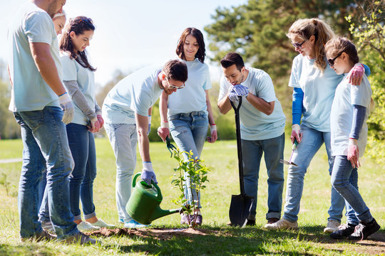 group of volunteers planting and watering tree