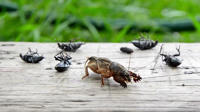 Many insects killed by exposure to toxic substances.