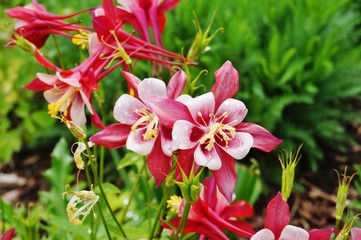 Red and white Origami columbine flower (aquilegia)