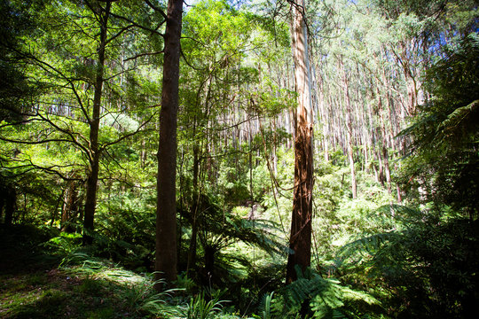 The Black Spur